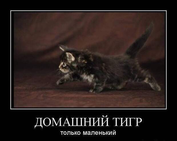 Демотиваторы про животных Демотиваторы про животных