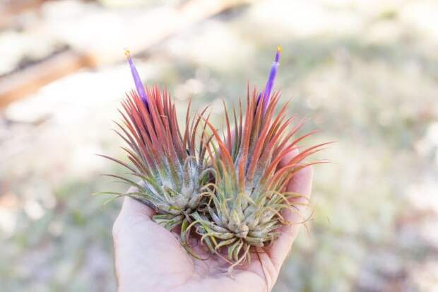 Тилландсия фиалкоцветковая (Tillandsia ionantha)