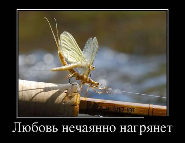 Демотиваторы (30 фото)