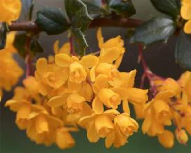 Барбарис (berberis darwinii)