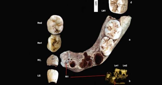Изотопы в зубах кроманьонского ребёнка показали рацион его матери