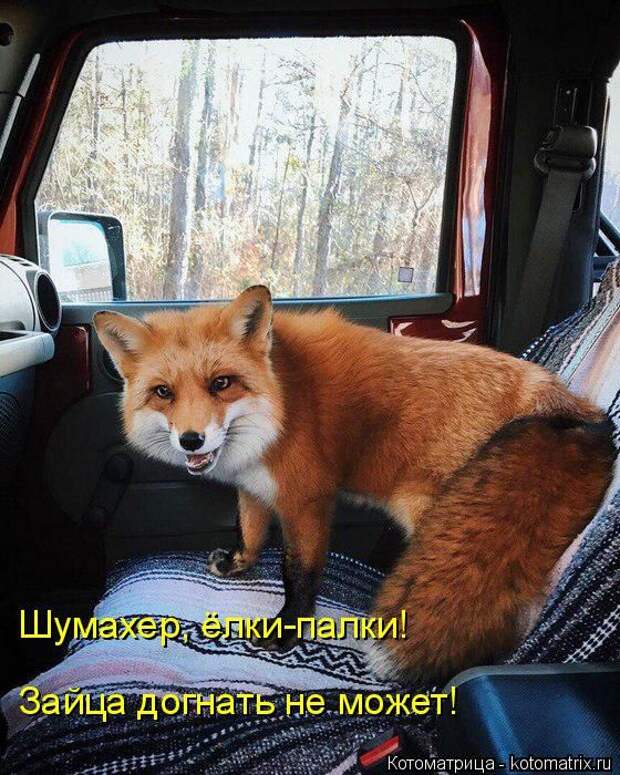 Лучшие котоматрицы недели (50 фото)