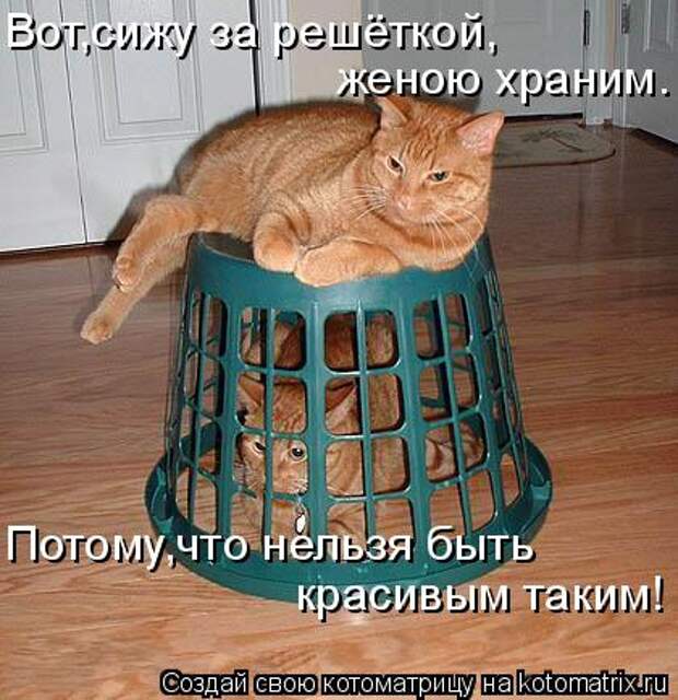 Котоматрица - Вот,сижу за решёткой, женою храним. Потому,что нельзя быть красивым та