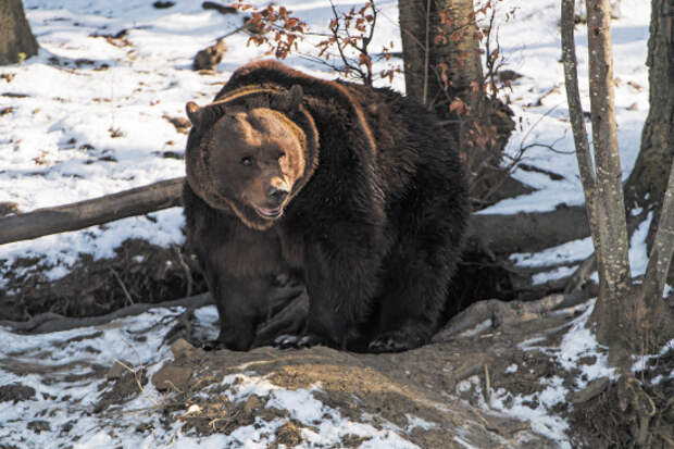 косолапый зверь