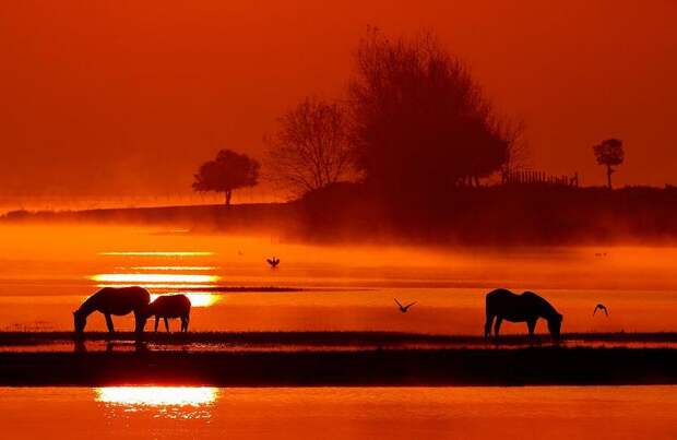 Animals and sunset