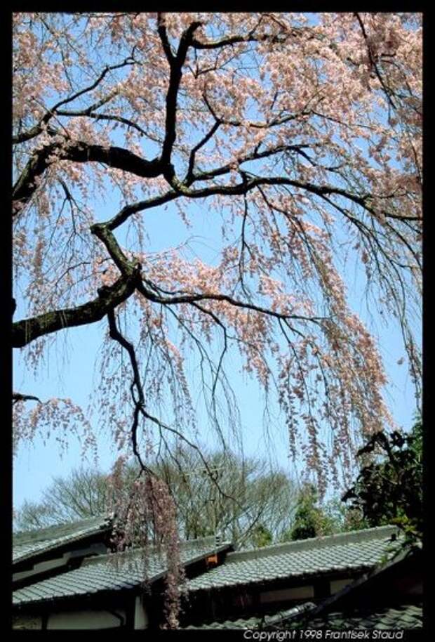 Hanami - время любования цветущей сакурой