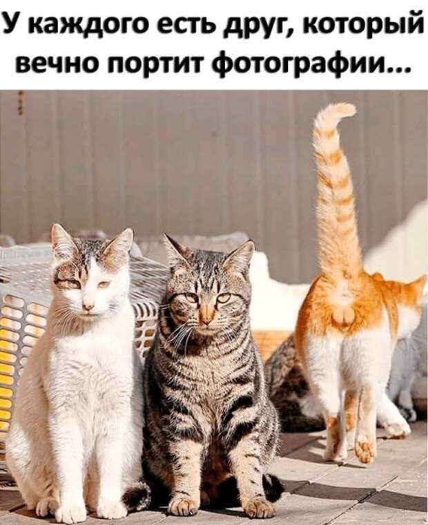 Субботний позитивчик (30 фото)