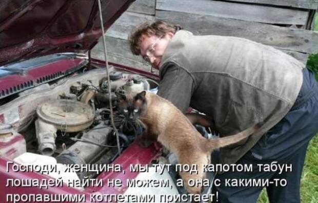 Лучшие котоматрицы от 13.08.11