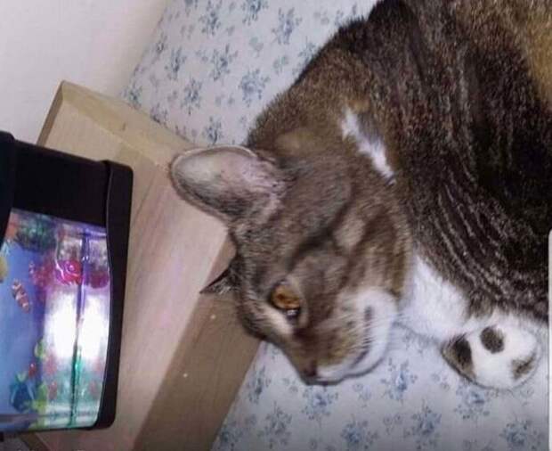 "Наша 17-летняя кошка уже не может запрыгнуть на подоконник и понаблюдать за птицами. Мы купили ей аквариум с искусственными рыбками, и теперь она наблюдает за ними"
