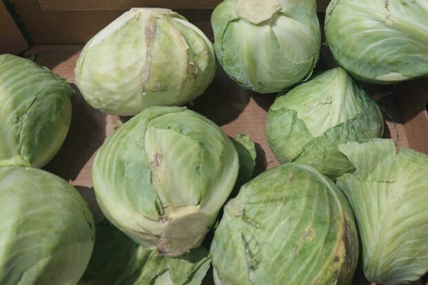 Как вырастить раннюю капусту: сроки посева, сорта и секреты ухода