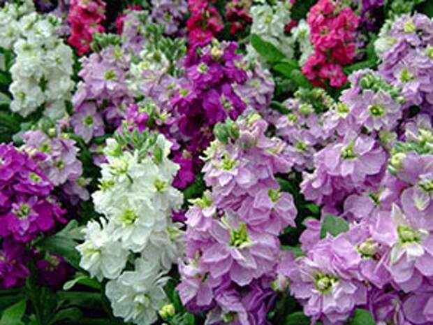 Левкой: посадка и уход в открытом грунте