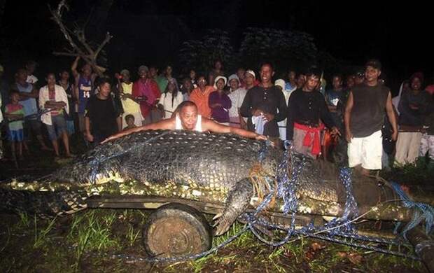 Крокодил-гигант попал в книгу рекордов Гиннеса, сожрав попутно несколько человек.