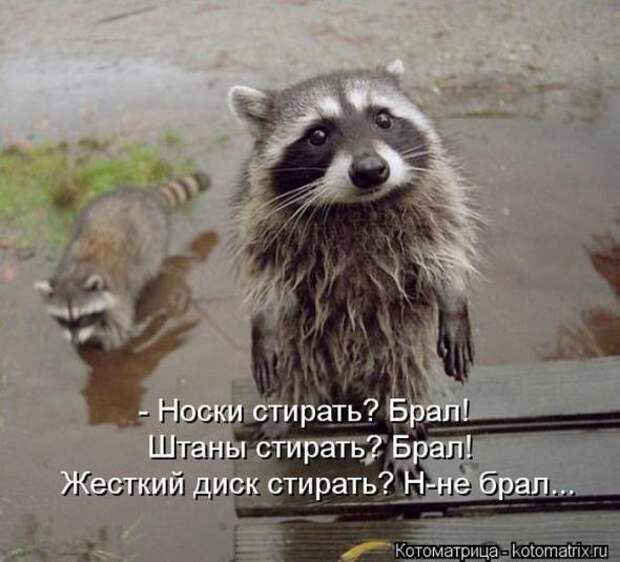 Котоматрицы(картинки с надписями)