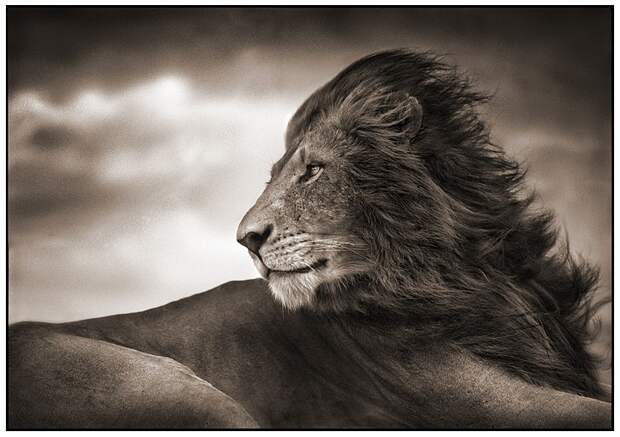 фотографии африки. Nick Brandt