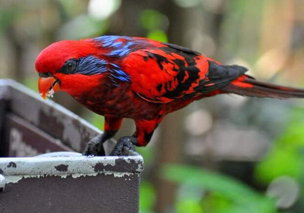 Birds_39 (700x493, 245Kb)
