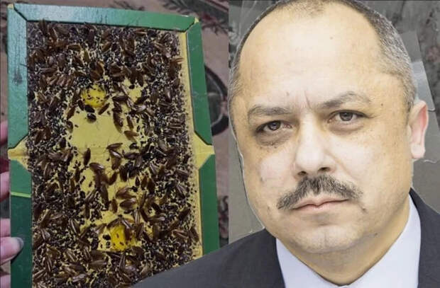 Корнелиу Попович: "Мнимая реформа и тараканы"