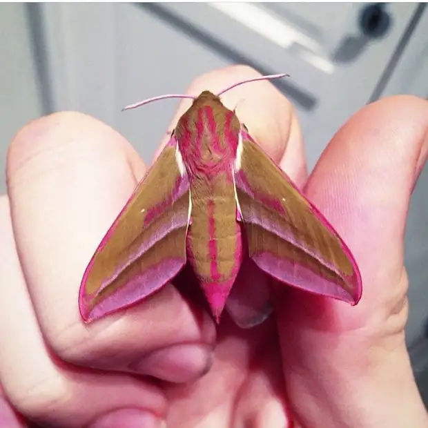 Диковинные насекомые, которых природа наделила инопланетной внешностью