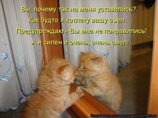 Свежая котоматрица для всех (33 фото)