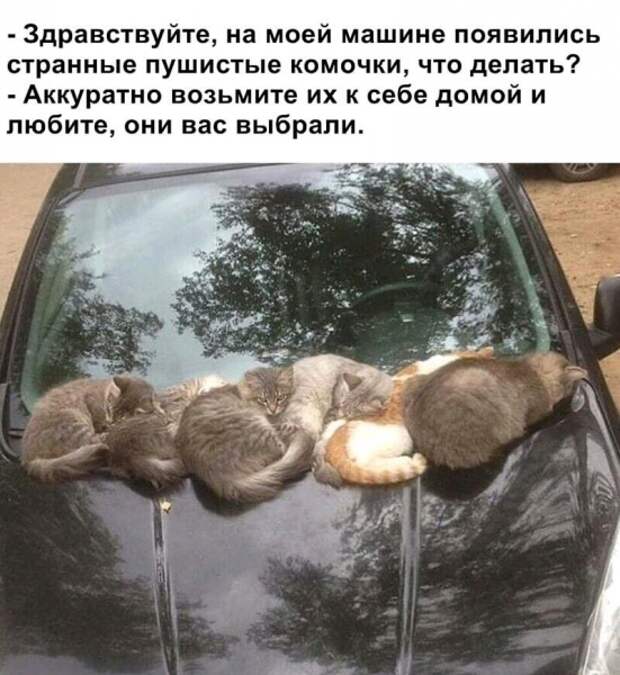 Субботний позитивчик (30 фото)