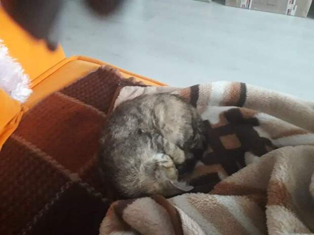 дом для кошки кошка спит