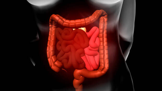 Бактерии в подарок: как совместная жизнь сближает микрофлору кишечника людей