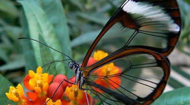 Грета ото Бабочки вида Greta oto отличаются почти прозрачными крыльями. Основной ареал обитания — Центральная и Южная Америки, но встретить их можно и гораздо дальше, вплоть до Техаса.