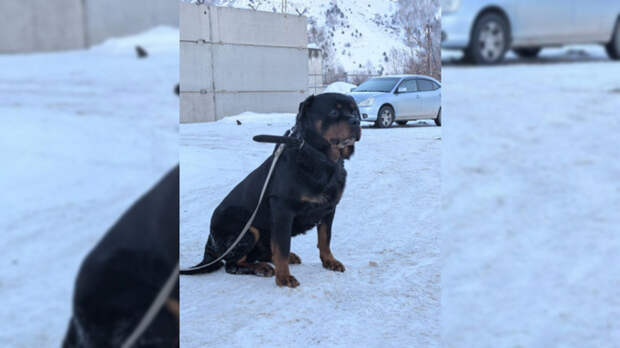 Пушистый ветеран. Алтайскому служебному псу Антею ищут новых хозяев