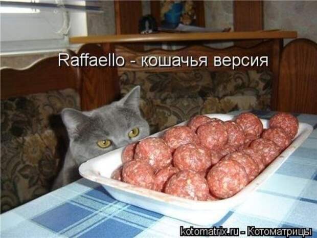 Веселая котоматрица