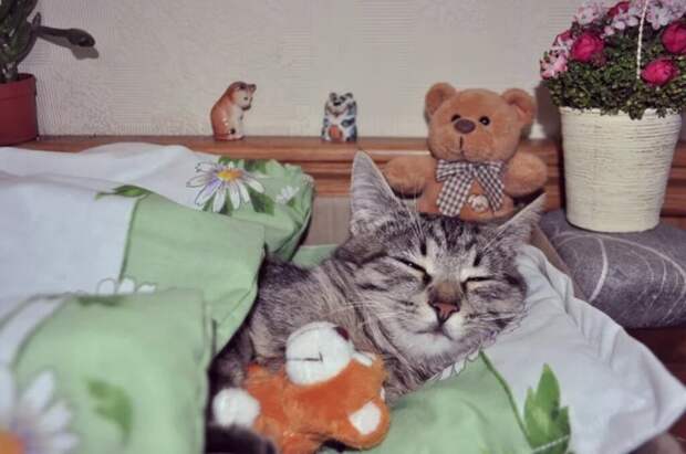 Субботний котопост картинки с надписями., смешные коты и кошки, фотоприколы