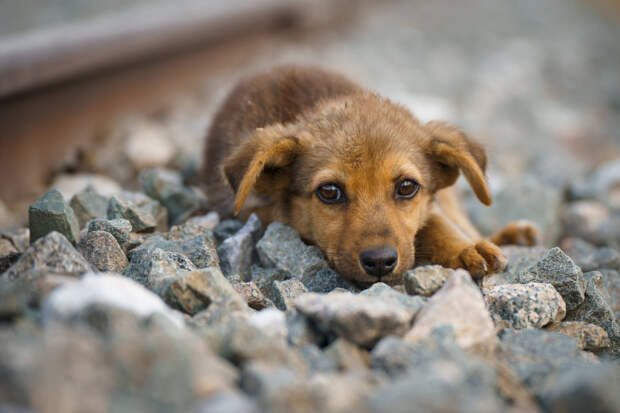 Кинолог объяснил, чем восприятие мира у собак отличается от человеческого