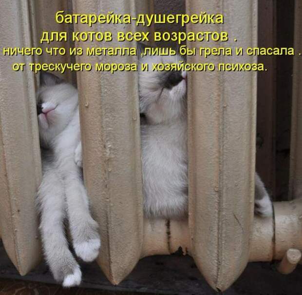 Усатый и хвостатый (котоматрица)