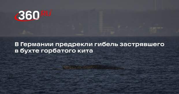 Bild: водная полиция Висмара допустила гибель заблудившегося кита