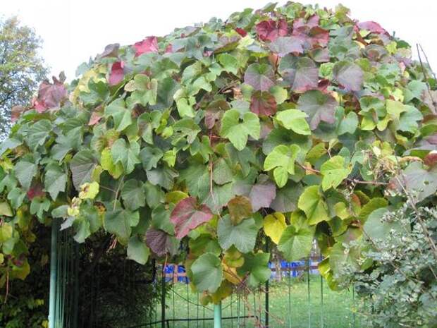 Виноград амурский (Vitis amurensis). Фото с сайта treespk.ru