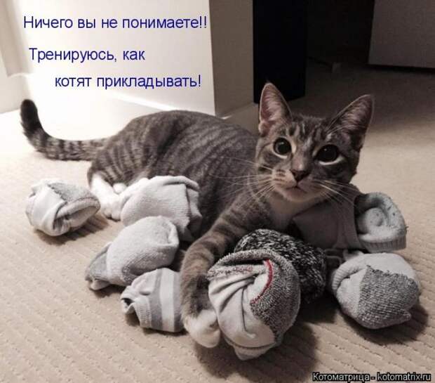 Лучшие котоматрицы недели (50 фото)