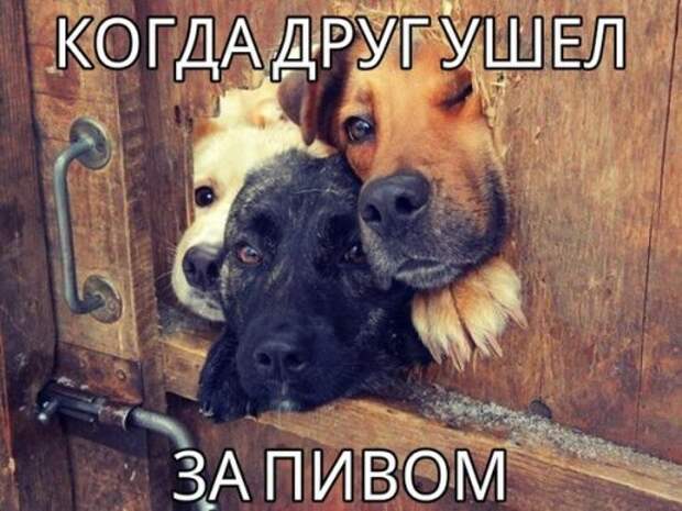 Смешные анекдоты пятницы (14 шт)