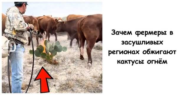 Зачем фермеры в засушливых регионах обжигают кактусы огнём