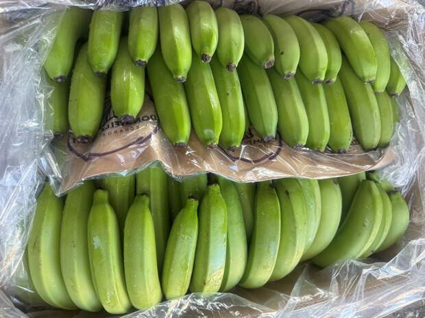 В Петербург с начала года не пустили более 230 тонн зараженных фруктов