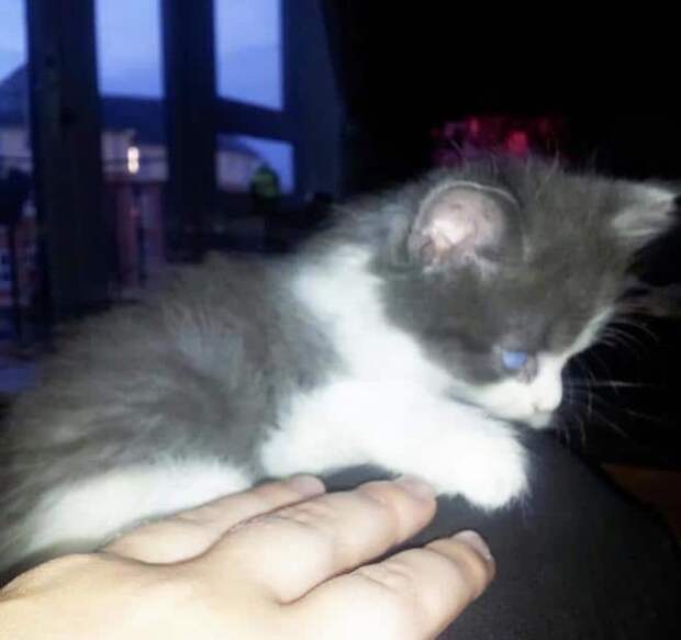 помощь котенку котенок на ладони