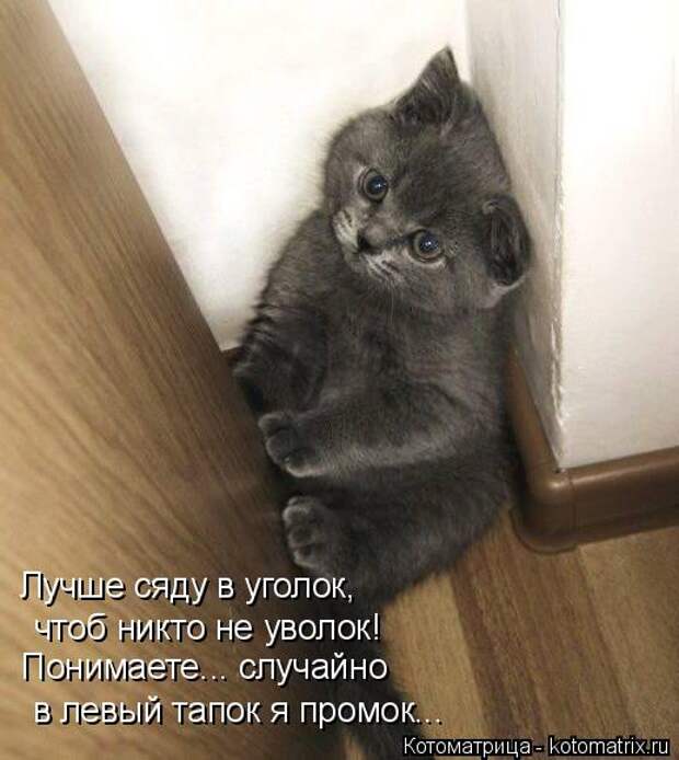 Котоматрица: Лучше сяду в уголок, чтоб никто не уволок! Понимаете... случайно в левый тапок я промок...
