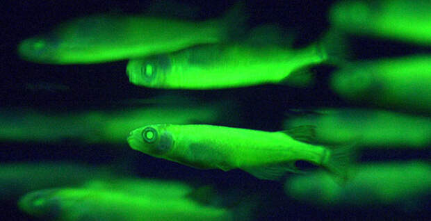 Магия живого света Магия живого света биолюминесценция, животные, насекомые, свет, свечение