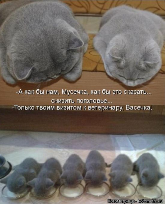 Лучшие котоматрицы недели (50 фото)