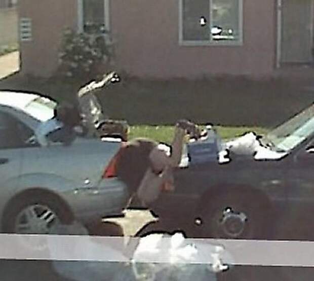 wtfgoogle18 25 самых неожиданных снимков сервиса Google Street View