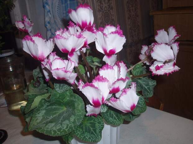 Цикламен (альпийская фиалка). Правильный уход.