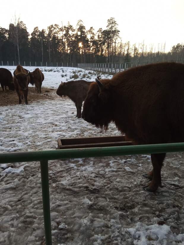 Старый и новый Брест: как Кадыров невольно помог городу