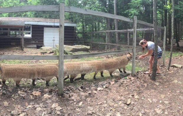 Неудачные панорамные снимки могут быть забавными