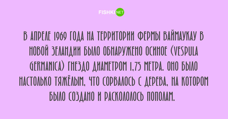 Любопытные факты, которые будут интересны людям с высоким IQ Любопытные факты, которые будут интересны людям с высоким IQ занимательные факты, факты