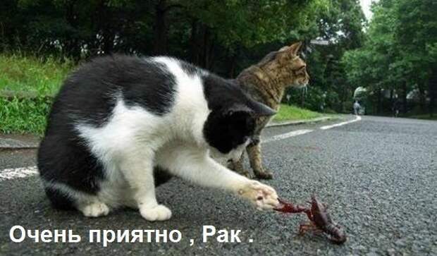 Минутка юмора (ч.7) 3yBeLkSHx Q Минутка юмора
