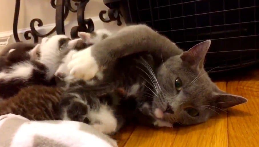 котятам помогли добрые люди кошка с котятами
