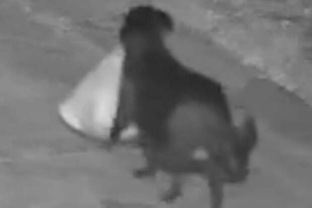 Сицилиец натренировал свою собаку выбрасывать мусор в неположенном месте