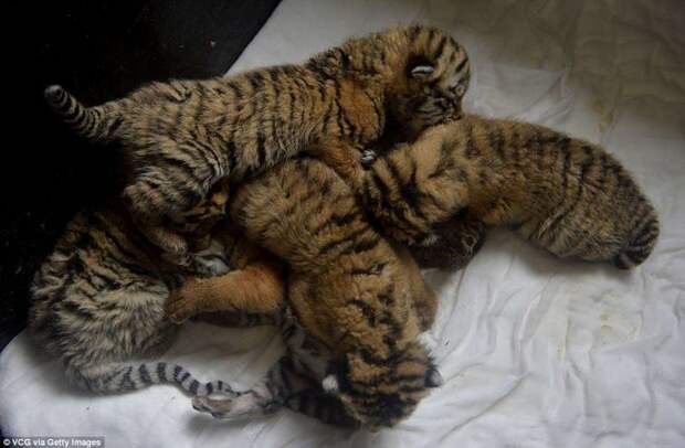 Тигрята-малыши Амурские тигрята, животные, сибирские тигрята
